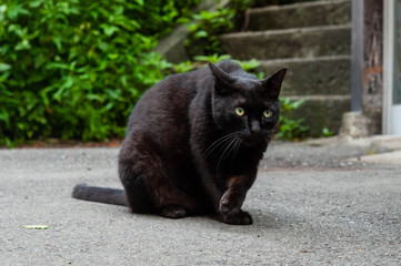 石段の前で警戒している黒猫