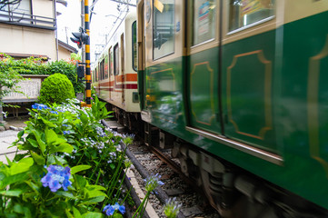 紫陽花の花の近くを通過する電車