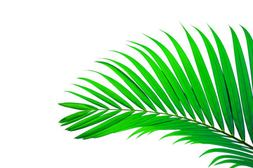 Obraz premium leaves of coconut isolated on white background