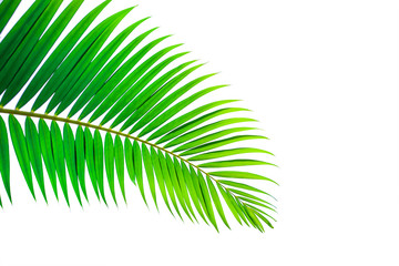 Obraz premium leaves of coconut isolated on white background