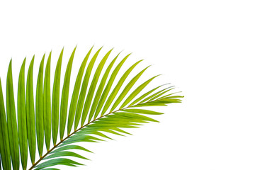 Fototapeta premium leaves of coconut isolated on white background