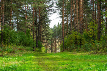 pine trees in the forest and green meadow
