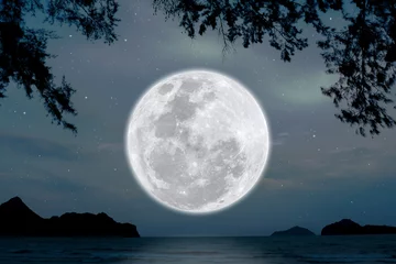 Washable wall murals Full moon Full moon with silhouette nature in the night.