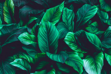 Blätter von Spathiphyllum cannifolium, abstrakte grüne Textur, dunkler Hintergrund der Natur, tropisches Blatt