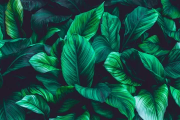 Blätter von Spathiphyllum cannifolium, abstrakte grüne Textur, dunkler Hintergrund der Natur, tropisches Blatt © Nabodin