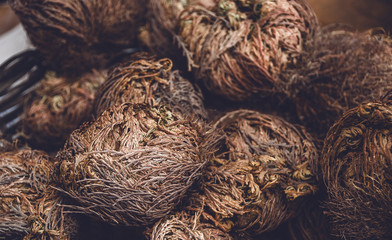 Anastatica or Rose of Jericho plant with great resistance to desiccation. Maryam's flower....