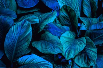 Blätter von Spathiphyllum cannifolium im Garten, abstrakte grüne Textur, dunkler Hintergrund der Natur, tropisches Blatt © Nabodin