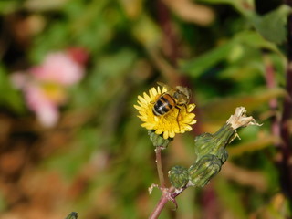 A honey bee, or Apis mellifera, on a yellow dandelion, or Taraxacum, flower