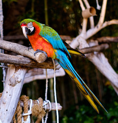 Green-winged macaw outdoors, photo taken in zoo safari park of Spain