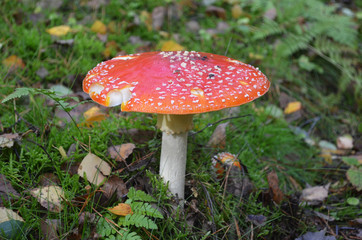 Big bright fly agaric or amanita in the green moss. Poisonous mushroom in autumn forest