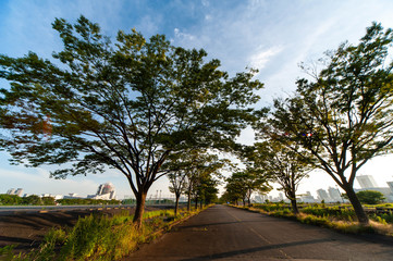 歩道沿いに植えられた風よけの樹木