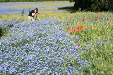 Un photographe dans un champ de fleurs. Un homme photographiant une prairie fleurie. Une prairie de lin au printemps