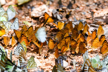 Many butterfly on ground.