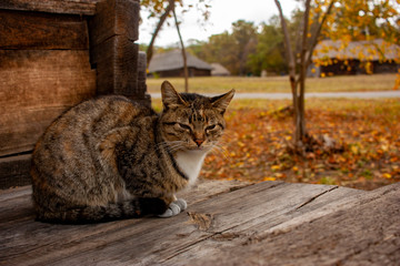 Sleepy tabby cat on a wooden floor, a gray cat sits on a terrace in the fall.