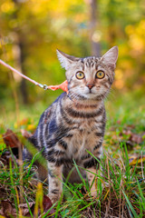 Naklejka na ściany i meble Domestic cat for a walk in the autumn park. Home pet. Cat and autumn. Bengal cat kitten.