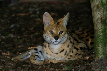 Serval (Leptailurus serval) Wildkatze Afrika