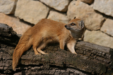  Schmalstreifenmungo (Mungotictis decemlineata) Madagaskar