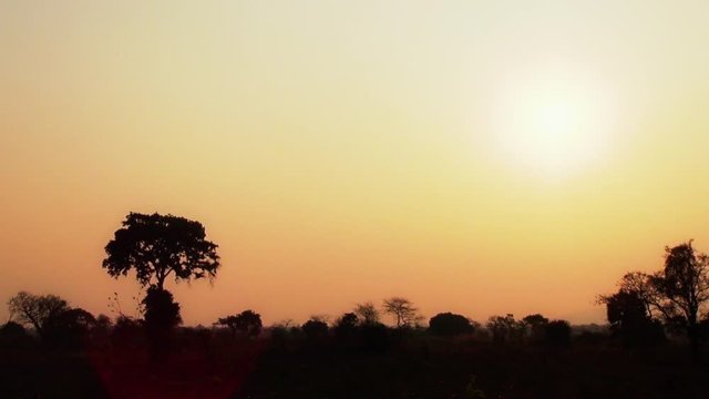 African sunset with silhouette trees