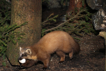 Baummarder oder Edelmarder (Martes martes) Waldbewohner