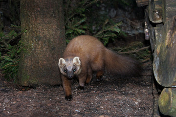 Baummarder oder Edelmarder (Martes martes) Waldbewohner