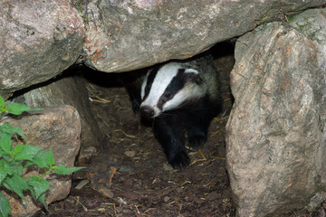 Obraz premium Europäische Dachs (Meles meles) vor Höhle