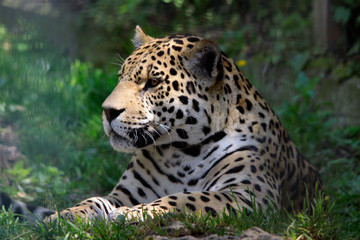 Jaguar (Panthera onca) Raubkatze Portrait von vorne