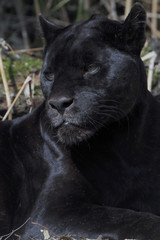 Naklejka na ściany i meble Jaguar (Panthera onca) mit schwarzem Fell