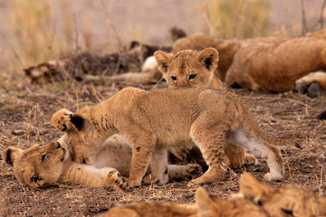 Löwe (Panthera leo) Junge Löwen in der Steppe, Masai Mara, Kenia, Ostafrika