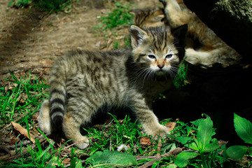 Naklejka na ściany i meble Europäische Wildkatze oder Waldkatze (Felis silvestris) Jungtier