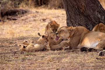 Löwe (Panthera leo) Muttertier mit Jungen, Masai Mara, Kenia, Ostafrika