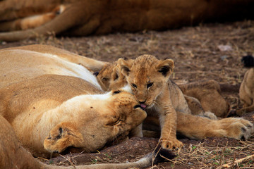 Löwe (Panthera leo) Muttertier mit Jungen, Masai Mara, Kenia, Ostafrika