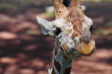 キリンのアップ