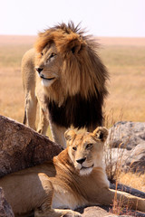 Löwe (Panthera leo) Löwenpaar auf Fels, Masai Mara, Kenia, Ostafrika