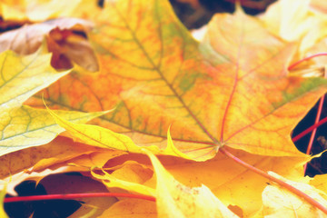 Naklejka na ściany i meble Bright colors of autumn in soft pastel colors.