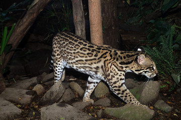 Ozelot (Leopardus pardalis) Mittelamerika und Südamerika
