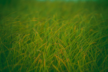 Abstract green creative background with grass. Beautiful texture with grass in green colors, concept with copy space.