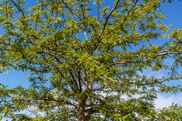 Gleditsia triacanthos. Acacia tres espinas o negra, ramas y hojas con el cielo azul de fondo.