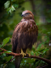 bird of prey