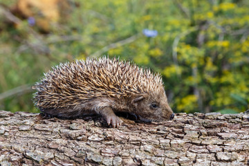 Joven erizo común o europeo. Erinaceus europaeus.