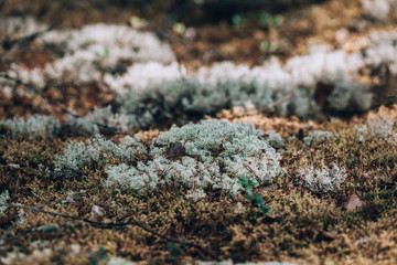 White moss in the finnish forest. Deer moss macro bottom view. Forest photo background