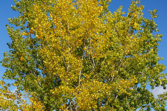 Chopo del país en otoño con las hojas amarilleando. Álamo negro. Populus nigra.