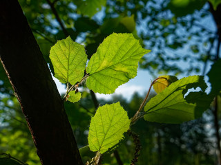 sunlight through the leaves of a tree in summer, Moscow.