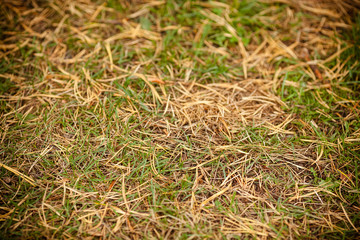 Autumn background. Fallen needles on the ground. Forest trail with needles texture.