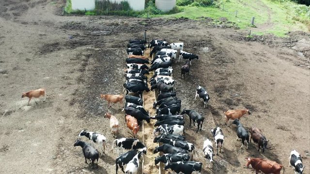 Dairy livestock feeding at a food trough on a farm