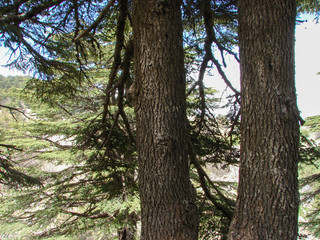 trees of Al Shouf Cedar Nature Reserve Barouk in mount Lebanon Middle east