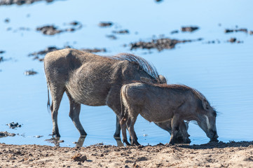 Closeup of a group of Common Warthogs - Phacochoerus africanus- near a waterhole of Etosha. Etosha National Park, Namibia.