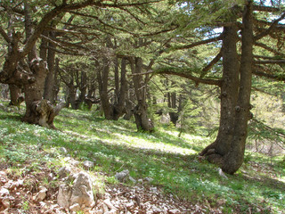 trees of Al Shouf Cedar Nature Reserve Barouk in mount Lebanon Middle east
