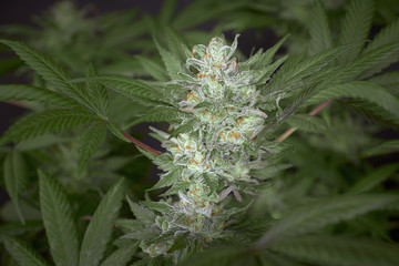 big ripe cannabis bud with trichomes