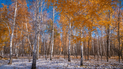 Fototapeta na wymiar Beautiful forest landscape - the first snow in a birch grove. Snow and trees with golden leaves, late autumn, early winter