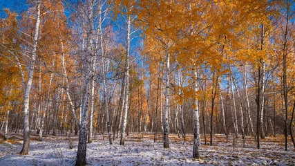 Foto auf Leinwand Beautiful forest landscape - the first snow in a birch grove. Snow and trees with golden leaves, late autumn, early winter © Stanislav Ostranitsa
